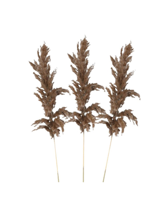 Dried Pampas Grass Stems