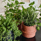 Rust Cement Pot 12cm