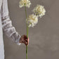 White Allium Stem 63.5cm