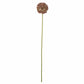 Brown Allium Stem 70cm