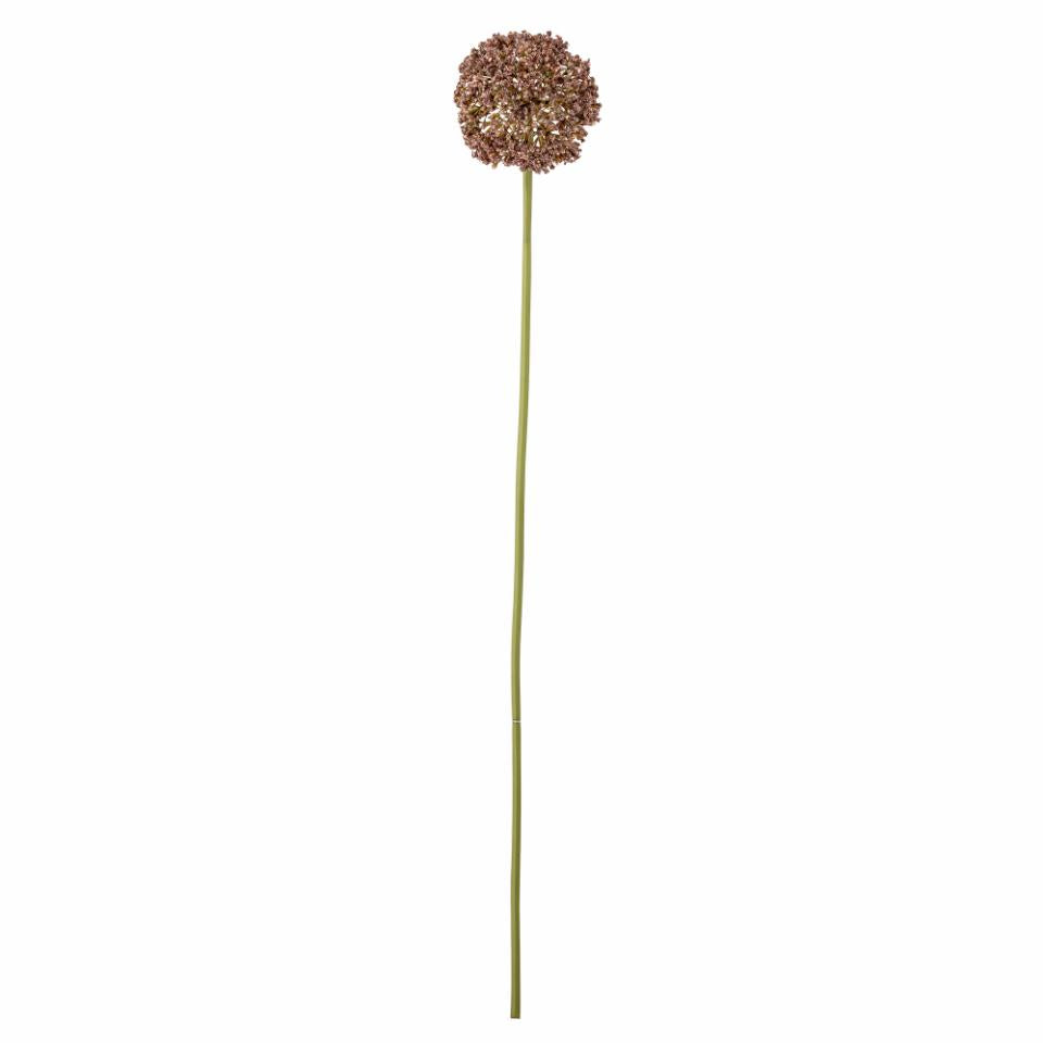 Brown Allium Stem 70cm