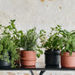 Black Cement Pot 12cm